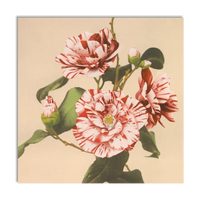 STRIPED CAMELIAS photography print